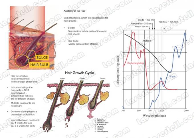 Vertical 755nm Alexandrite Laser Machine for Hair Removal Portable AlexMED